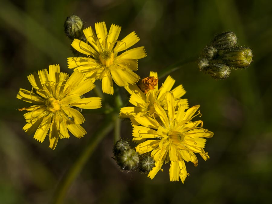 Pilosella piloselloides (=Hieracium piloselloides) / Sparviere fiorentino